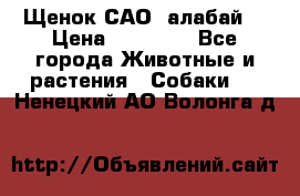 Щенок САО (алабай) › Цена ­ 10 000 - Все города Животные и растения » Собаки   . Ненецкий АО,Волонга д.